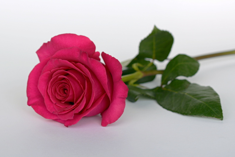 inflorescence, positive emotion, plant, freshness, red, wedding day, bloom, rose - flower, plant part, close-up, flowering plant, rose flower, romance