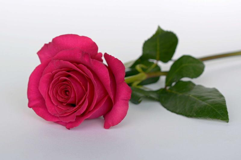 wedding day, leaf, noble, rosepink, love, blossom, white background, no people, romantic, fragility, red, indoors, inflorescence, rose flower, flower, vulnerability