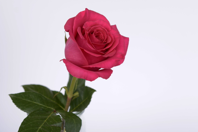 beauty in nature, indoors, romantic, leaf, green, fragility, no people, red, flower head, copy space, rose, background, white, love, flower, bloom, close-up