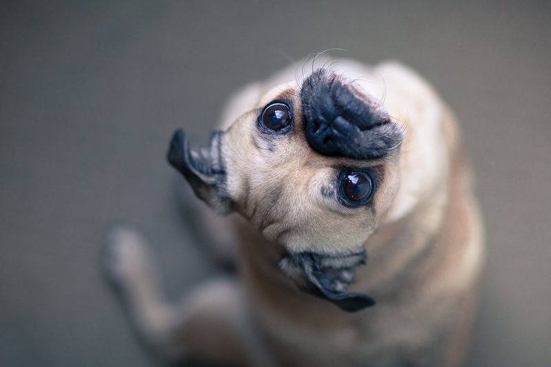 mammal, small, photo, animal themes, domestic animals, young animal, cute, indoors, animal head, Pug, confused, no people, looking, chihuahua - dog, domestic