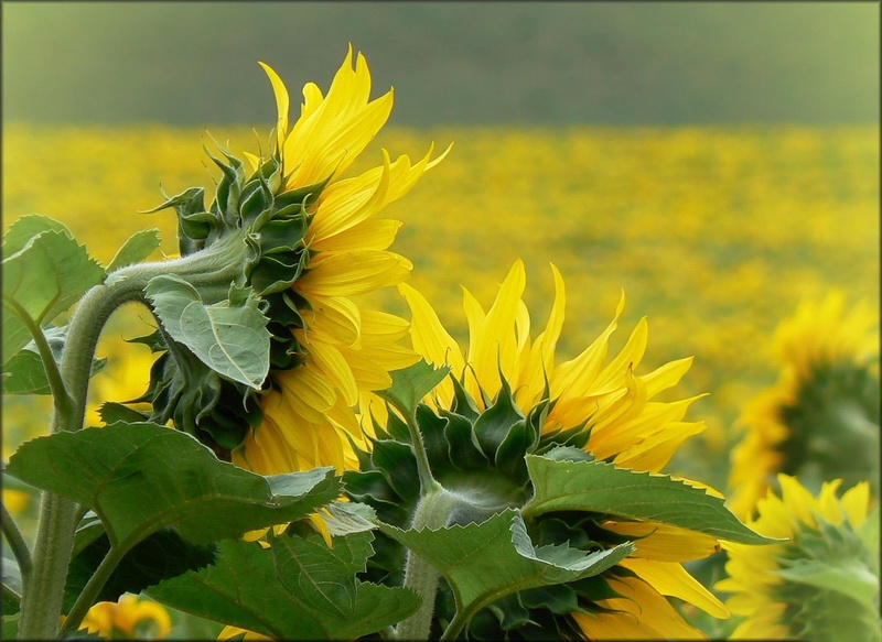 nature and landscapes, green, like, look, sunflowers, nature, sun, floers, 1080P, color, yellow