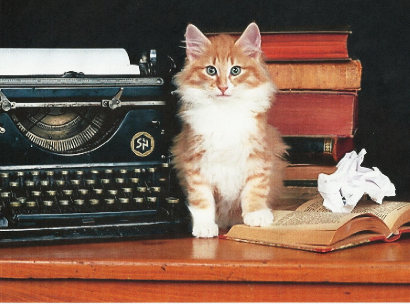 kitten, now, feline, 1080P, norwegian forest, animals, study, typewriter, books