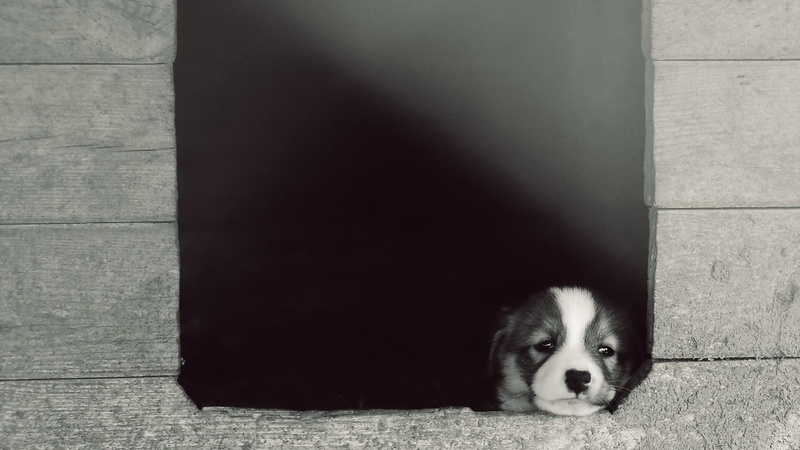 look, 1080P, lonely, puppy, look out the window, eyes, lonely puppy, staring, staring eyes, window