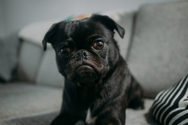fabric, close-up, domestic Animals, dog, pet, canine, no People, pup, small, young Animal, pug, home, gray, couch, animal, black, squished, doggy, fur
