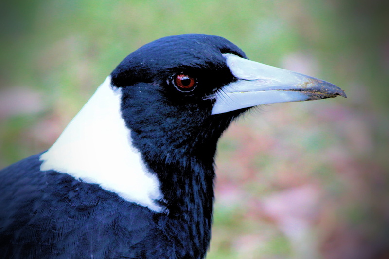 magpie, nature, vertebrate, animal body part, looking, beak, flying, focus on foreground, cracticus, bird, watching, white, animals in the wild, black