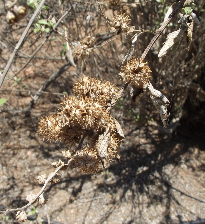 no people, wilted plant, ambrosi chenopodiifolia, dry, land, vulnerability, san diego bur ragweed, macro, close-up, prickly, plant, specimen, botany, fragility