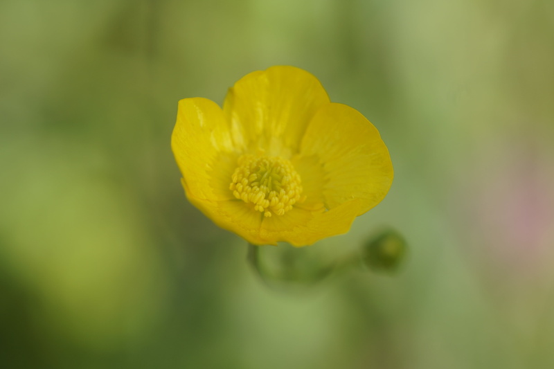 yellow, nature, buttercup, fragility, growth, vulnerability, plant, flowering plant, close-up, bloom, outdoors, focus on foreground, 5K, freshness, wild flower
