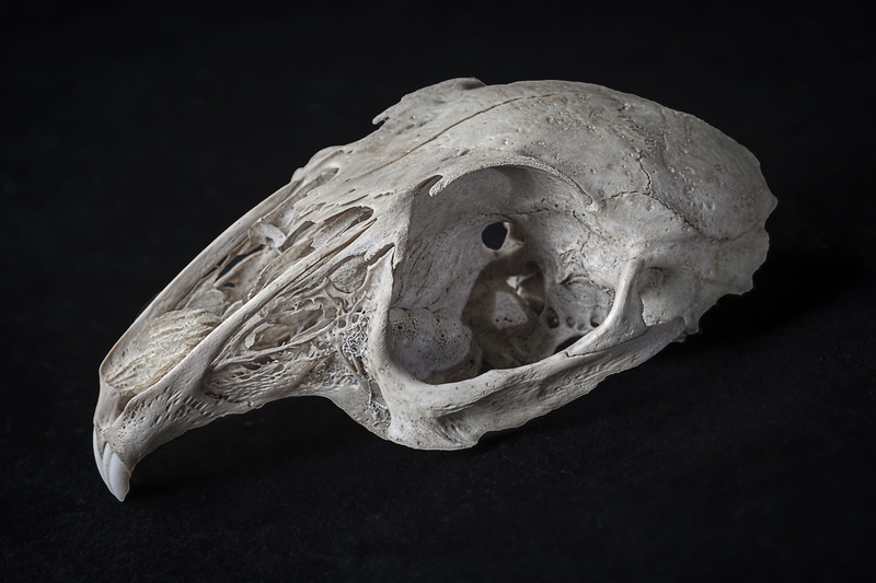 close-up, animal skull, human skeleton, close, indoors, learn, anatomy, animal, specimen, skull, human bone, human skull, bone, animal themes, teeth, body part