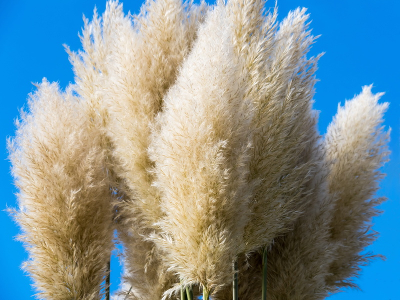 day, sky, livestock, white color, close-up, specimen plant, animal body part, selloana, one animal, plant, animal themes, solitaire grass, no people, animal head