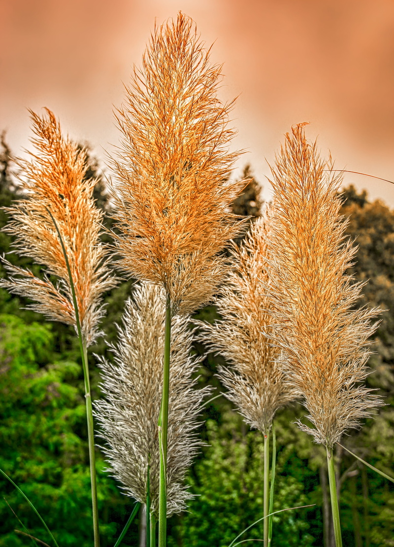 agriculture, flora, garden, food, no people, sky forest, sky, grasses, cereal plant, orange, rural scene, specimen plant, trees, warm, field, 4K, mood