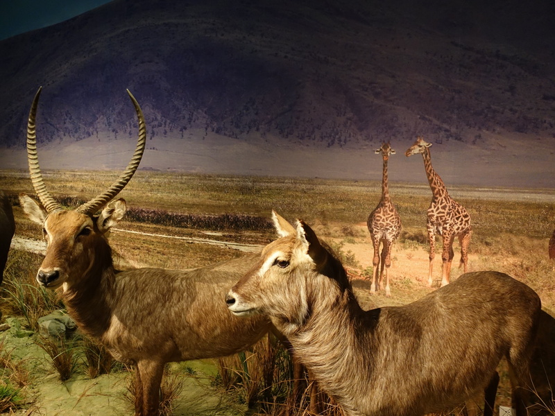 exhibition, animal themes, animal wildlife, stuffed animals, specimen, animals in the wild, field, pets, museum, wildlife, environment, livestock, roe
