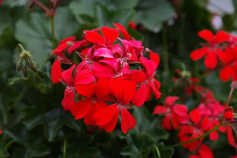 growth, ivy geranium, Blossom, outdoors, pelargonium hybrid, inflorescence, flora, peltatum hybrid, beauty in nature, 5K, focus on foreground, flower head