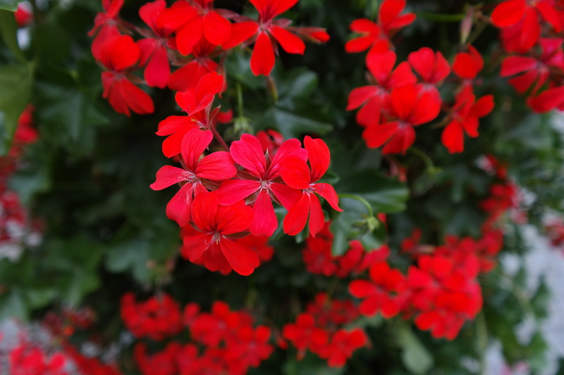 culture flower, pelargonium art, geraniaceae, Blossom, flowering plant, petal, red geranium, bright red, colorful, Geranium, outdoors, plant, balcony plant