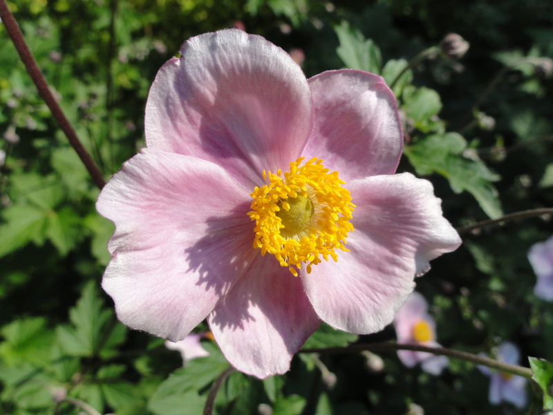 spring, fragility, close-up, beauty in nature, 4K, plant, inflorescence, outdoors, Tomentosa, specimen, blossoming, flower head, Anemone, Flower, botany