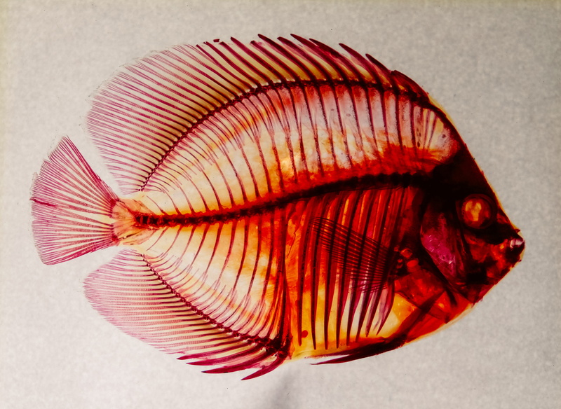 pattern, marine, coloured, vertebrate, ocean, animal themes, seafood, the royal horticultural halls, species, white background, preserved, close-up, fish