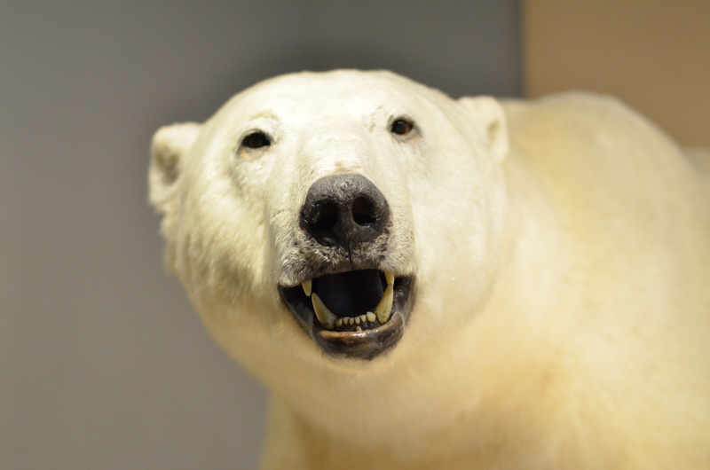 no people, emotion, specimen, indoors, portrait, close-up, one animal, museum, Bear, snarling, Specimen, bear, 4K, Polar Bear, Museum, aggression, animal nose