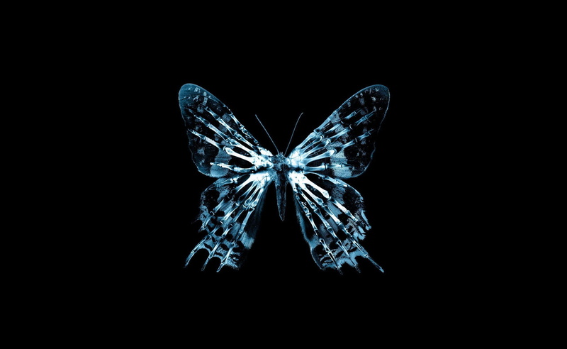 2K, single object, Butterfly, cut out, christmas, illustration, copy space, black background, pattern, tied bow, Aero, nature, art and craft, creativity