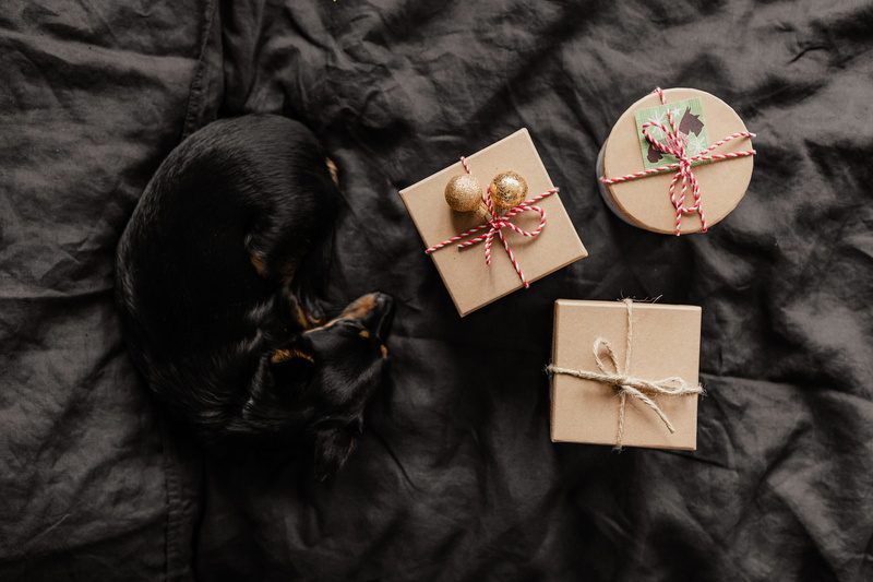 cute dog, dog, black background, on bed, gift box, gift, high angle view, present, indoors, little, bedroom, gifts, studio shot, bed, christmas, box, close-up