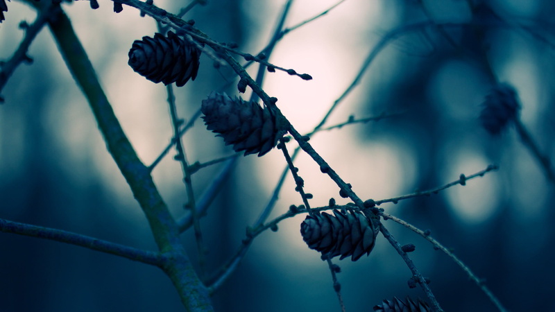 tree, berry fruit, blue, freshness, focus on foreground, plant stem, outdoors, day, selective focus, plant, healthy eating, branch, fruit, beauty in nature