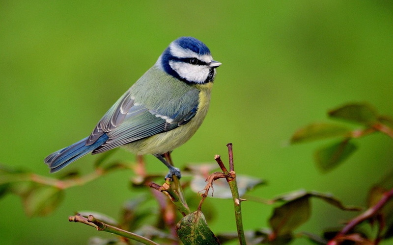 1080P, branch, animal themes, twig, animals, no people, one animal, full length, vertebrate, plant, birds, bird, nature, animal wildlife, songbird, titmouse