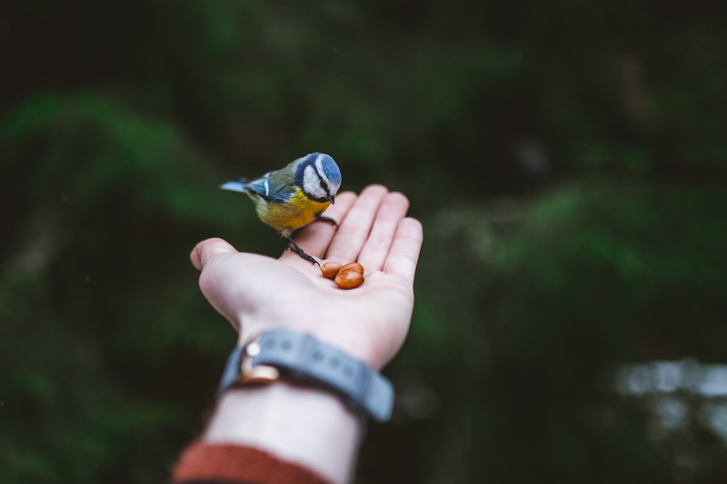 one person, butterfly - insect, hand, bird, animals in the wild, real people, finger, body part, titmouse, holding, animal wing, day, animal wildlife, lifestyles