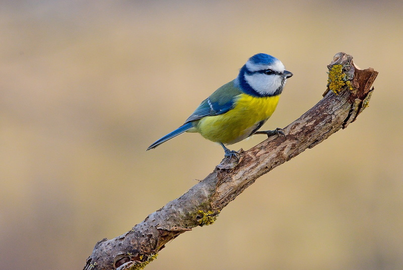 full length, outdoors, beauty in nature, titmouse, animal, animals in the wild, yellow, photography, perching, day, branch, bird, one animal, birds, animals
