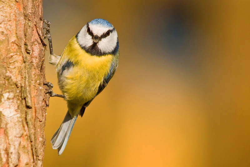 animals, titmouse, 1080P, birds