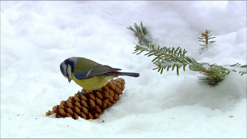 one animal, animals, coniferous tree, animal, nature, plant, birds, cold temperature, no people, pine cone, animal wildlife, outdoors, pine tree, winter