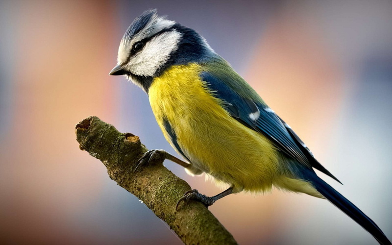 outdoors, titmouse, birds, 2K, bird, bluetit, side view, nature, animals in the wild, profile view, no people, animal wildlife, yellow, perching, animal themes