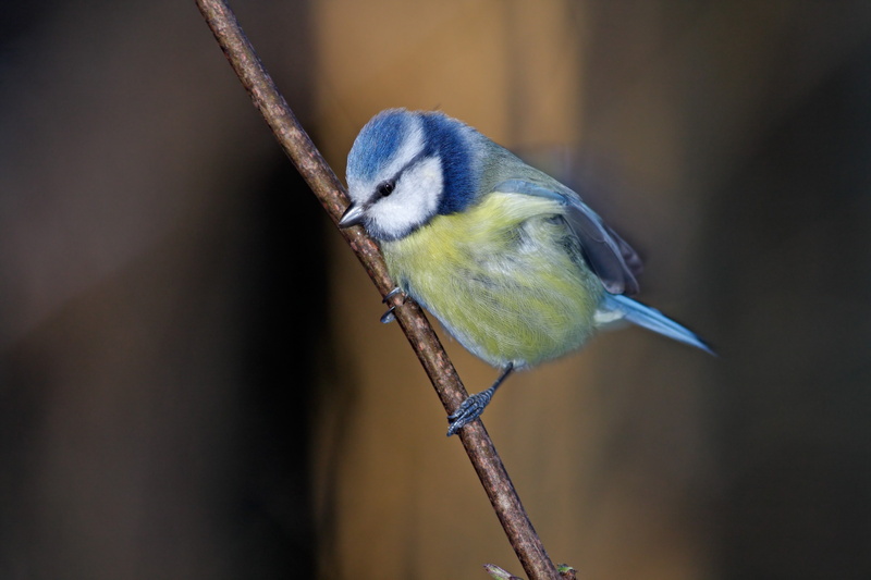 animals, 4K, titmouse, nature, birds