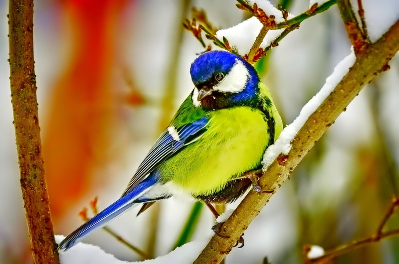 tree, macro, animals, animal, beauty in nature, no people, selective focus, titmouse, animal wildlife, 1080P, one animal, vertebrate, focus on foreground