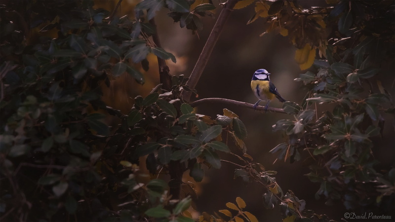 1080P, photography, animals, birds, titmouse, leaves