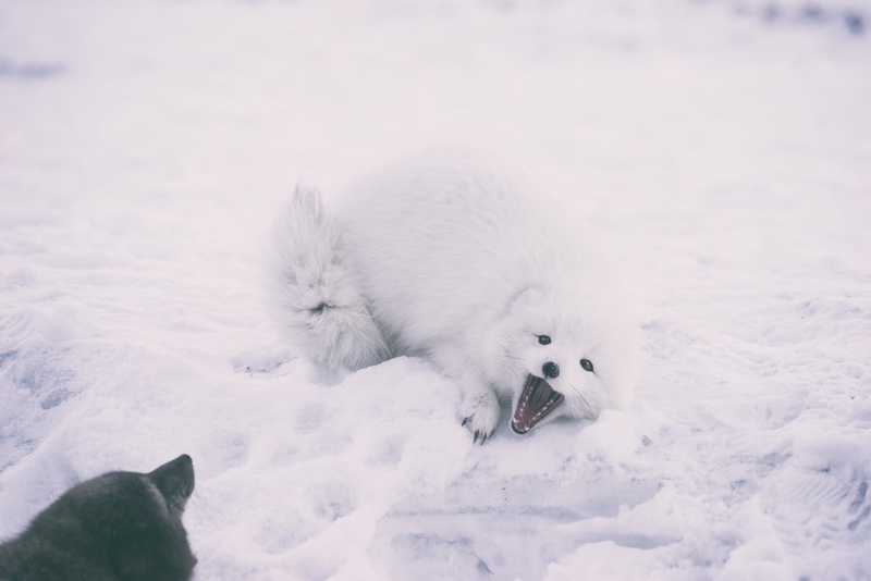 snow, small, winter, season, pets, siberia, canine, blue, one animal, ice, dog, arctic, fur, animal, frost, no people, nature, 5K, domestic animals, cold temperature