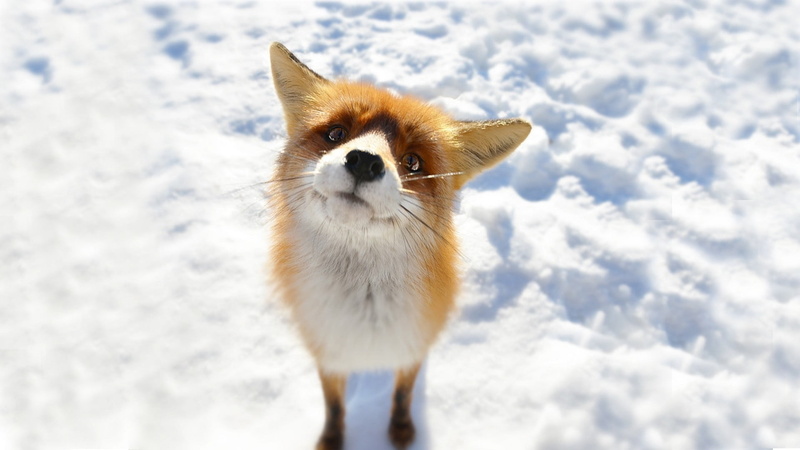 animal, land, fox, domestic, animal themes, cold temperature, nature, pets, one animal, winter, field, domestic animals, mammal, white, white color, 1080P