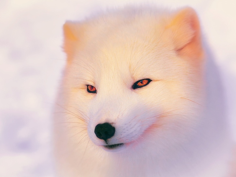Fox, 1080P, Face, Winter, wolf, white, Arctic