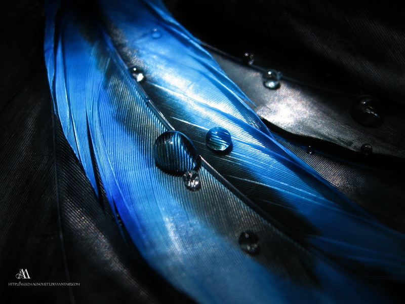 selective focus, vulnerability, fragility, inflatable, nature, full frame, feather, feathers, fashion, blue, day, boat, purple, close-up, shiny, studio shot