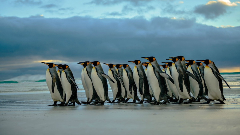 penguins, birds, 1080P