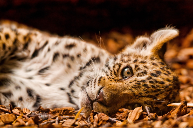 relaxation, tiger, pets, animal, jaguars, animal themes, toy, 2K, no people, close-up, mammal, land, feline, cat, big cat, lying down, animal wildlife