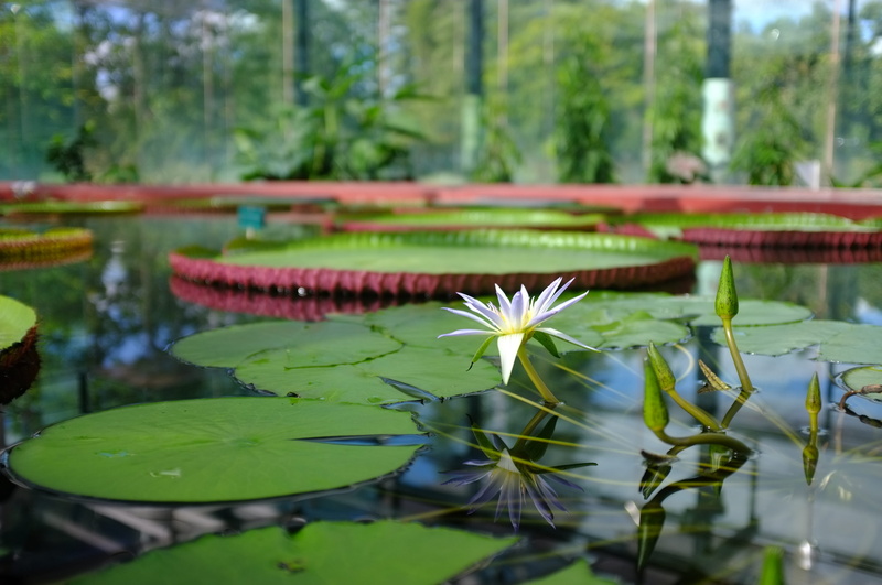 vulnerability, adelaide, growth, botanical garden, flowering plant, leaf, water, no people, garden, south australia, green color, greenhouse, water lily