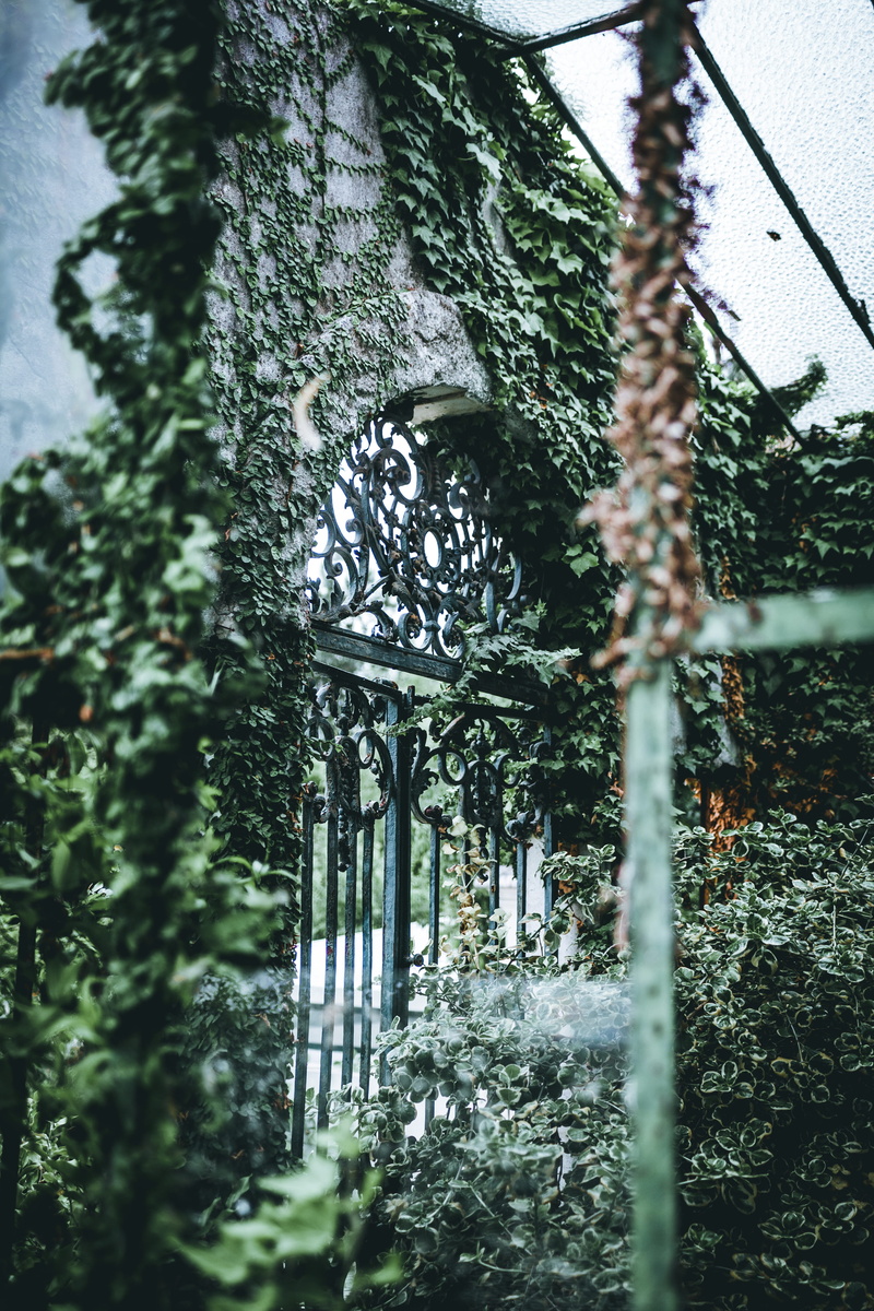 ice, green, built structure, focus on background, icicle, the past, gate, no people, plant, patio, vine, arbour, ivy, architecture, black, nature, low angle view
