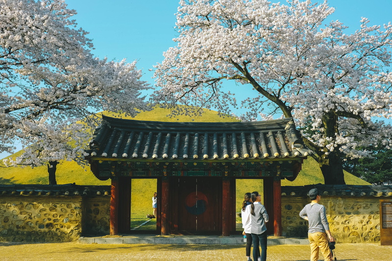 culture, roof, park, growth, sakura, flowering plant, seoul, cherry tree, real people, architecture, 4K, gate, rear view, people, hill, cheonmachong, built structure