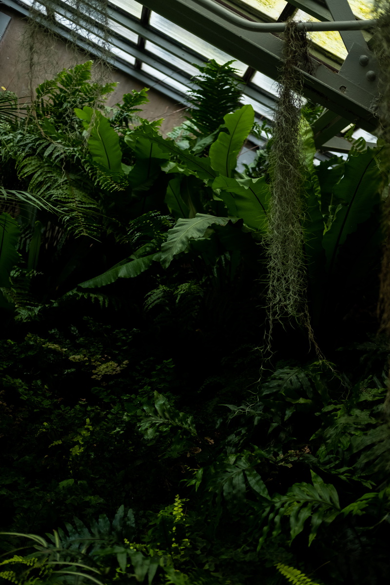 green, day, plant, botany, conservatory, beauty in nature, architecture, low angle view, arbour, plant nursery, plant part, growth, front or back yard