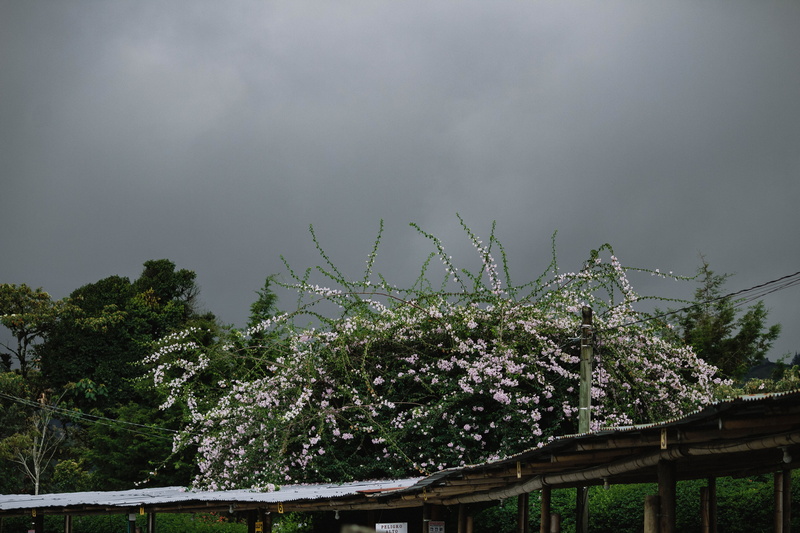 storm, arbour, springtime, blossom, architecture, vulnerability, outdoors, cloud - sky, thunderstorm, nature, flower, weather, hut, tranquility, no people
