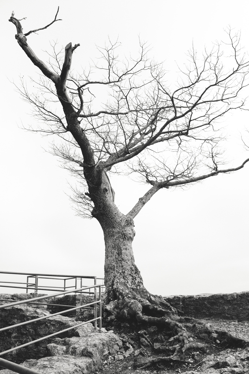 building, dead plant, asphalt, environment, nature, leafless, outdoors, ground, tarmac, white, tranquil scene, animal, maple, oak, boardwalk, isolated