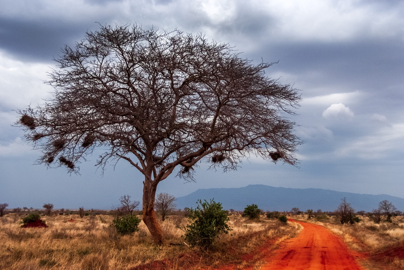 semi-arid, climate, hills, environment, tranquil scene, nature, africa, arid climate, sky, day, direction, cloud - sky, no people, east, landscape, safari
