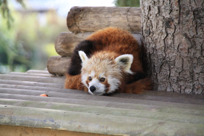 red, young Animal, animals In The Wild, panda - Animal, recline, tree trunk, leisure, panda, outdoors, nature, forest, 4K, focus on foreground, bear, fur
