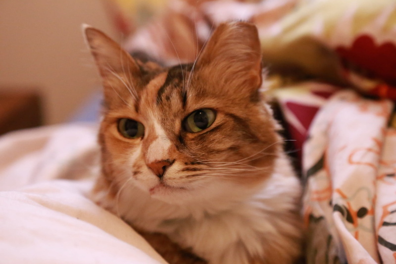 bedroom, Portrait, one animal, looking, looking at camera, long hair, Pet, animal body part, Domestic, paws, indoors, mammal, relaxation, no people, close