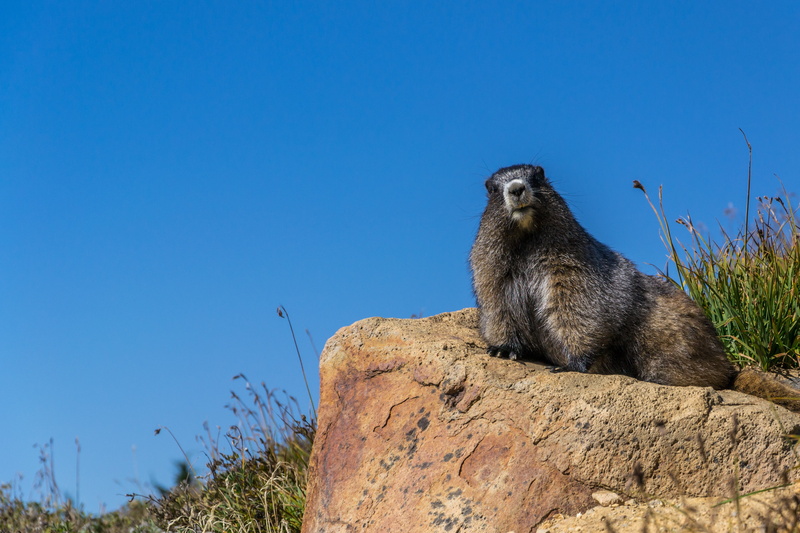 outdoors, animal, hill, copy space, blue, one animal, mammal, gray, sky, animal wildlife, green, brown, looking, reclining, top, animal themes, grass, day