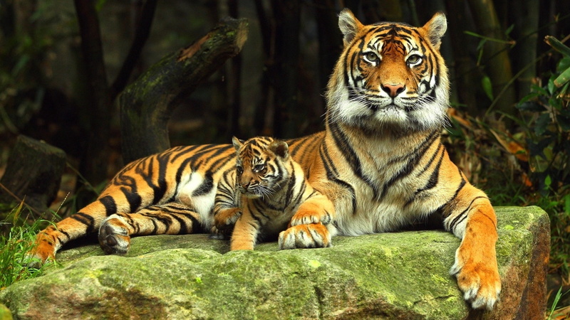 baby, tiger cub, rock, 1080P, recline, tiger