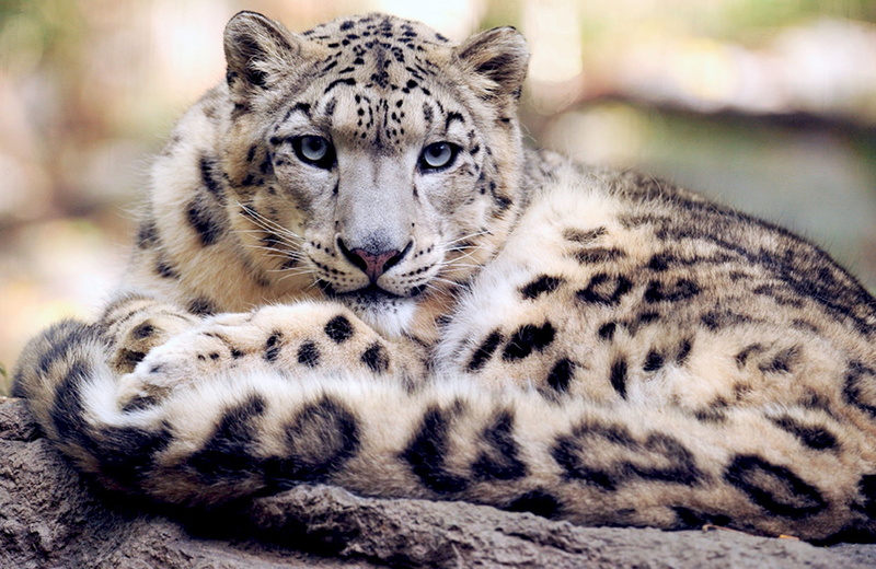 big Cat, whisker, undomesticated Cat, snow leopard, spots, feline, photography, ground, 1080P, large, predator, no people, day, looking, wildlife, cheetah